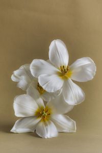 White Flower Backgrounds In Soft Natural Light