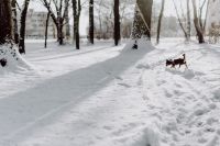 Kaboompics - Small Dog Walking Through Snow Beneath Long Park Tree Shadows