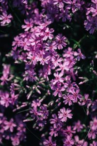 Kaboompics - Pink flowers blooming in spring