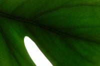 Kaboompics - Backlit Green Leaf Veins in Deep Emerald, Botanical Macro Texture Background with Natural Light