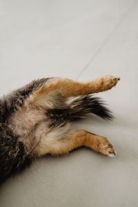 Kaboompics - Close-Up Dog Fur and Paws on Light Floor – Fujifilm X100VI
