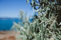 Kaboompics - Soft-Focus Tree Branches With Black Sea Background