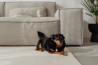 Kaboompics - Black and Tan Dog Relaxing on a Cream Living Room Rug