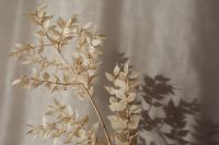 Kaboompics - Dried Foliage Sprigs Casting Shadows on a Neutral Wall