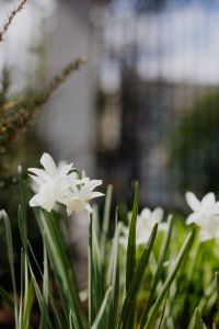 Kaboompics - White Daffodil Bloom in a Vertical Spring Garden Frame