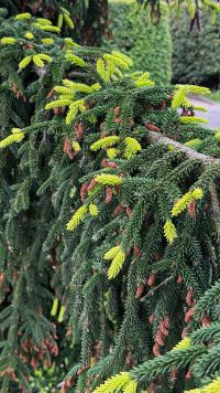 Kaboompics - Fresh Green Spruce Growth With Small Brown Cones