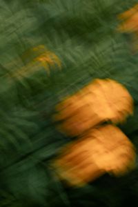Kaboompics - Orange Flowers with Dark Green Foliage Blur