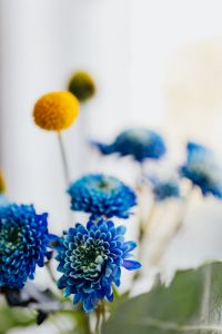 Kaboompics - Abstract Floral Background with Blurred Craspedia and Blue Chrysanthemums