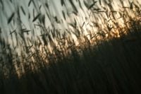 Kaboompics - Backlit Meadow Grasses in Soft Golden Hour Light