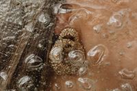 Kaboompics - Gold Jewelry Macro on Skin with Water Droplets