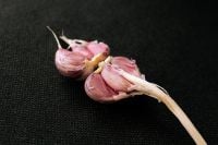 Kaboompics - Garlic Cloves on a Black Background