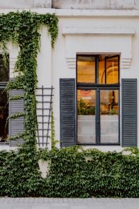 The building is covered with a climbing vine, 11 Roosevelta Street, Łódź, Poland