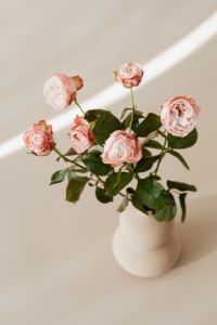 Kaboompics - Blush Roses in White Vase with Diagonal Sunbeam