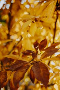 Kaboompics - Magnolia Leaves in Shallow Focus with Golden Bokeh