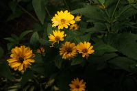 Kaboompics - Yellow Daisy Flowers Growing in a Dark Green Summer Garden