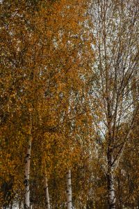 Kaboompics - Tall White Birch Trees with Golden Foliage