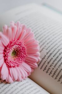 Kaboompics - Pink Gerbera on Open Book Pages with Copy Space