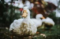 Kaboompics - White ducks on the grass