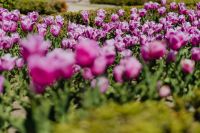 Kaboompics - Purple Tulips Blooming Among Fresh Green Leaves