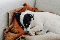 Kaboompics - Relaxed Small Dog Resting on Light Sofa