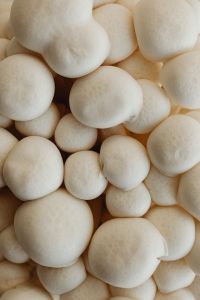 Kaboompics - White Mushroom Cluster with Textured Caps