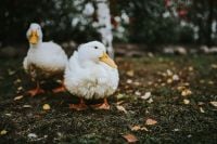Kaboompics - White ducks on the grass