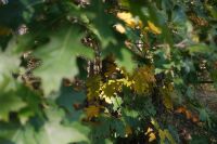 Kaboompics - Green and Yellow Oak Leaves on a Branch in Early Autumn