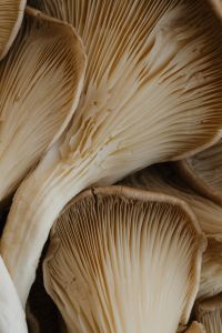Kaboompics - Mushroom Gills Macro Detail