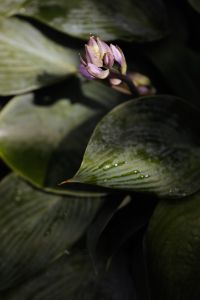 Kaboompics - Dark Burgundy Heuchera Leaves with Autumn Garden Texture
