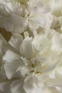 Kaboompics - White Flowers Macro Still Life