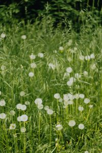 Dandelion Seed Heads and Green Meadow Botanical Backgrounds