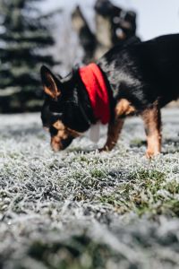 Kaboompics - Frost covered grass in the morning