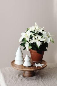 Kaboompics - Potted Poinsettia with Candle and Dried Orange