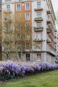 Kaboompics - Purple Wisteria Hanging Beside a Historic Madrid Apartment Facade