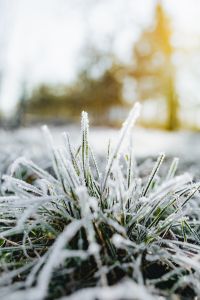Kaboompics - Frost covered grass in the morning