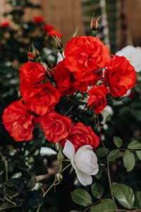 Kaboompics - Red Roses with Unopened Buds and White Blooms