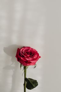 Kaboompics - Sunlit Red Rose with Long White Wall Copy Space
