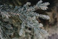 Kaboompics - Frost Crystals on Evergreen Needles, Soft-Focus Winter Macro Background
