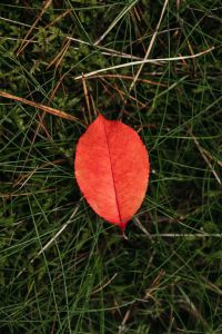 Kaboompics - Red Autumn Leaf Resting in Green Forest Grass