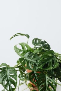 Kaboompics - Monstera Monkey Leaf With Tropical Green Foliage