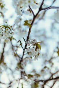 Kaboompics - Little white flowers on branches