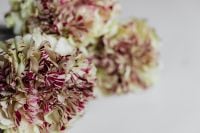 Kaboompics - Close-Up of Striped Carnation Bouquet With Soft Focus