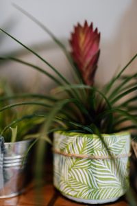 Kaboompics - Tillandsia Cyanea