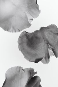 Kaboompics - Two Translucent Flower Petals in Soft Black and White Macro Light