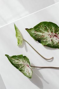 Three Caladium Leaves in an Overhead Flat Lay