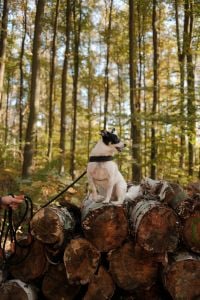 Kaboompics - Black and White Dog Sitting on Stacked Logs in Autumn Forest
