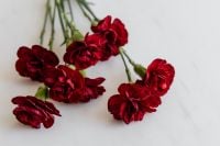 Kaboompics - Deep Red Carnation Flowers With Long Stems on White Surface