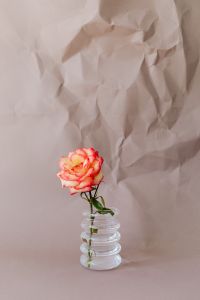 Kaboompics - Single Coral Rose in Glass Vase Against Blush Paper Backdrop