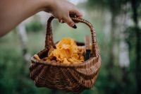 Kaboompics - Fresh Chanterelle Mushrooms In Wicker Basket