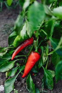 Kaboompics - Red Chili Peppers Growing Among Dense Green Leaves